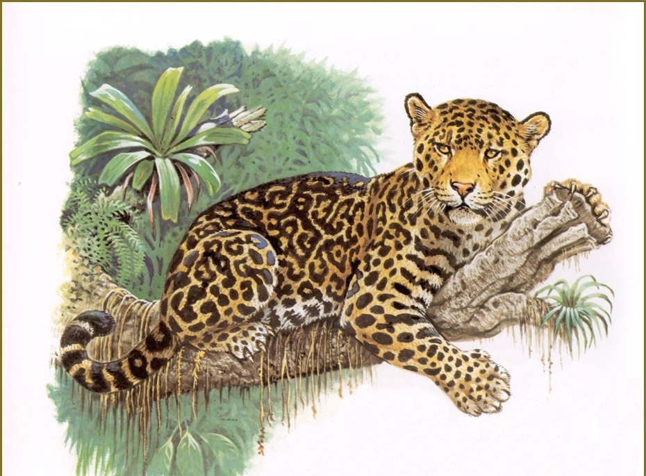 Art Of Jaguar Coochies