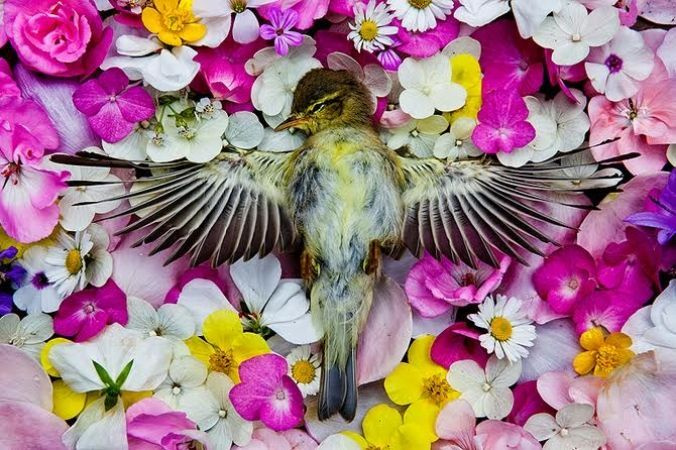 Мария Ионова-Грибина, «Natura Morta» Мария Ионова-Грибина, «Natura Morta»