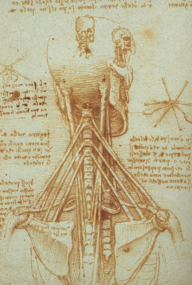 Leonardo Da Vinci Range Anatomical Sketch 1515 Descriptif De L