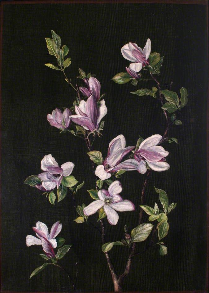 Marianna norte Magnolia japonesa, 1880, 78×112 cm: Descripción de la obra |  Arthive