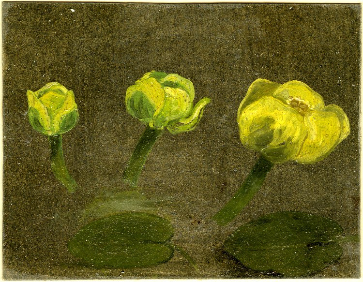 John Constable. Three lilies with leaves. Sketch