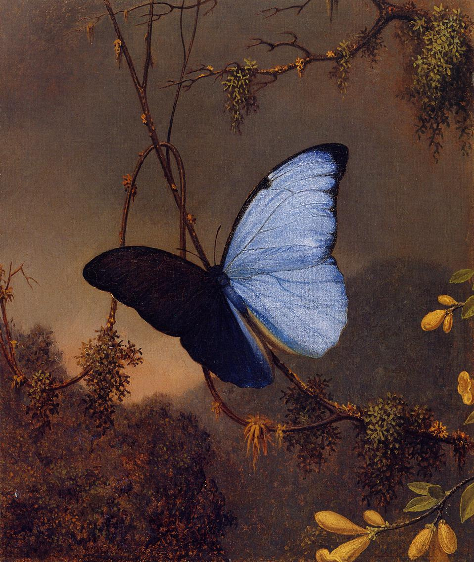 Blue butterfly Morpho Menelaus