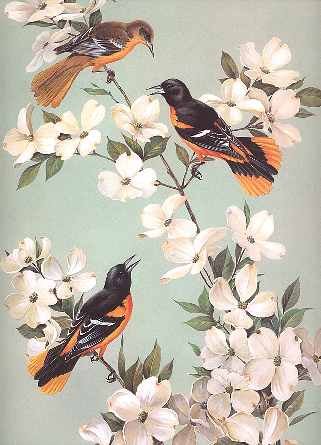 Roger Tori Peterson. The Baltimore Orioles in the flowers of dogwood