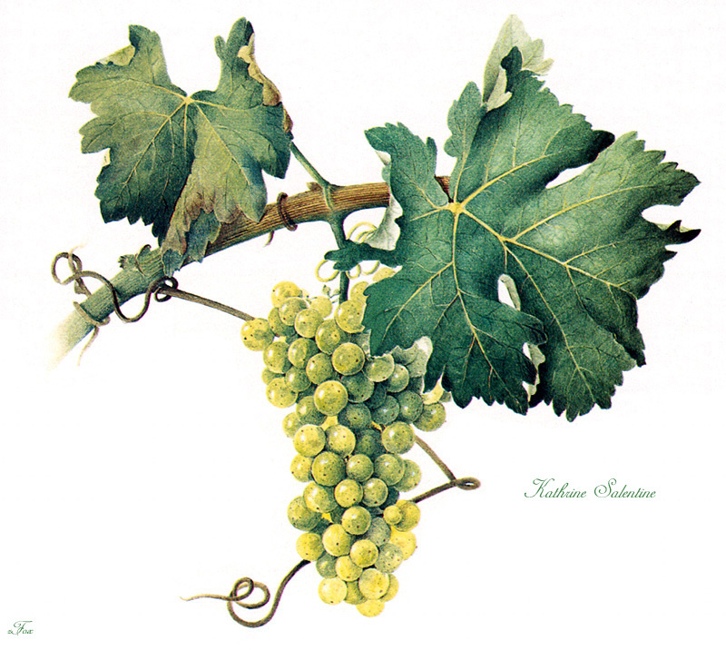 Песня ветки винограда. Виноград Катрин. Виноградная лоза листья. Ветка винограда. Ветка виноградной лозы.