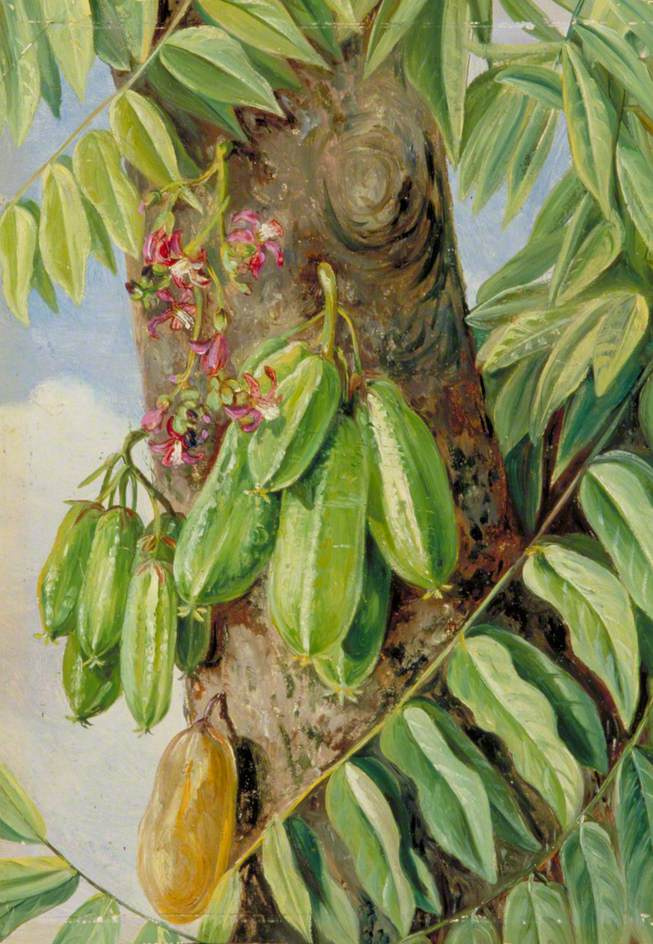 Marianna norte Bilimbi, o árbol de pepino. Jamaica, 1872, 17×25 cm:  Descripción de la obra | Arthive