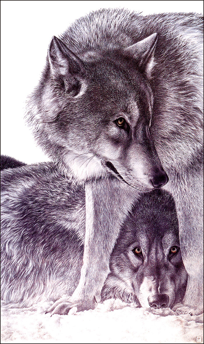 Волчья семья рисунок