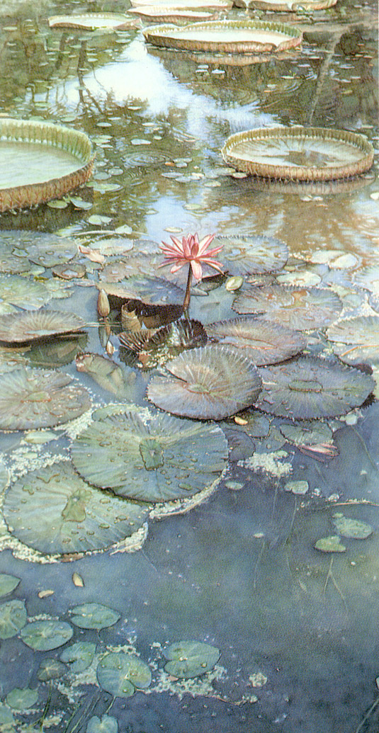 Steve Hanks. Blooming water lilies