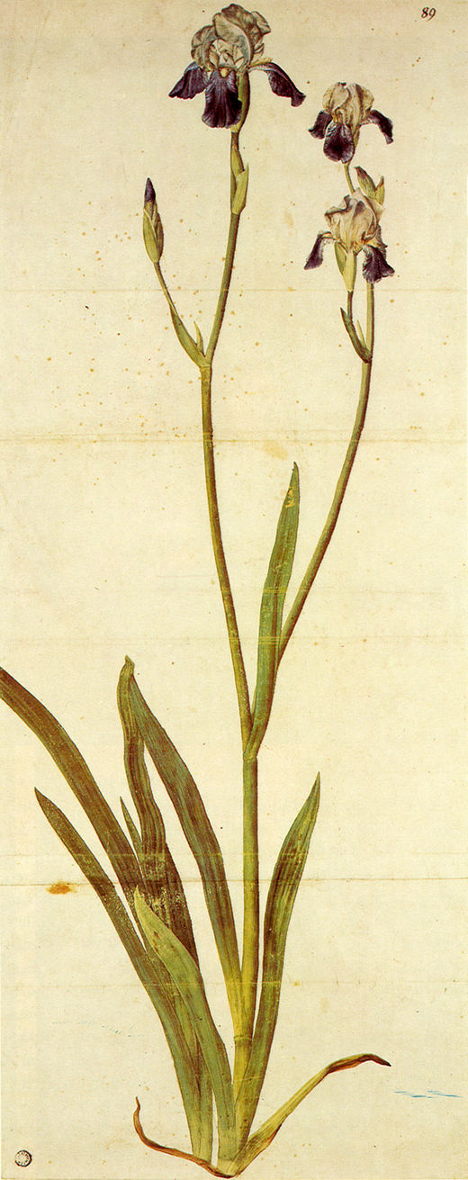 Albrecht Dürer. Iris