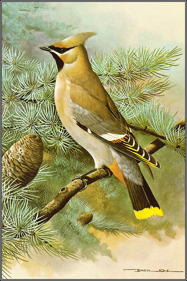 Basil Ede. The Waxwing