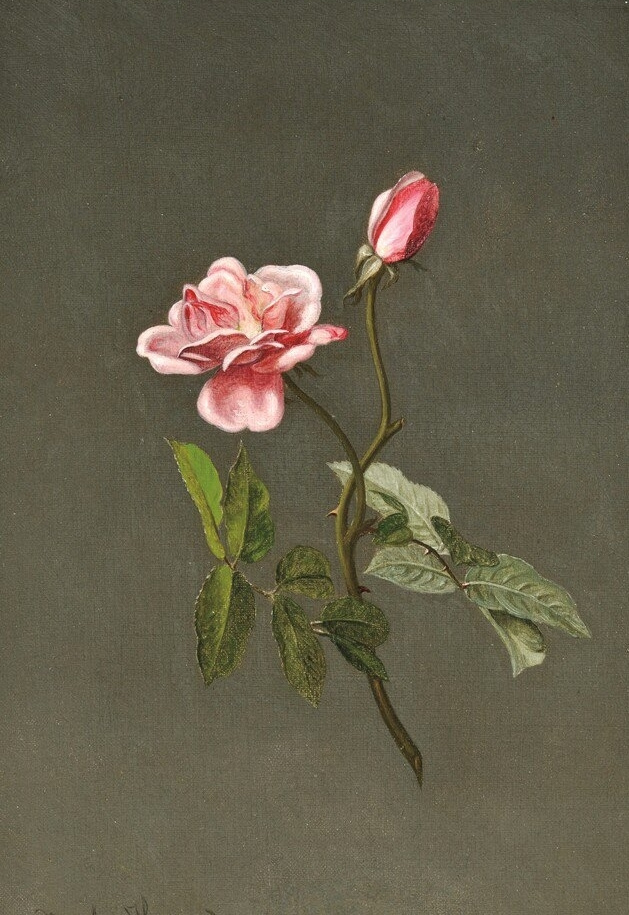 Martin Johnson Head. Pink rose