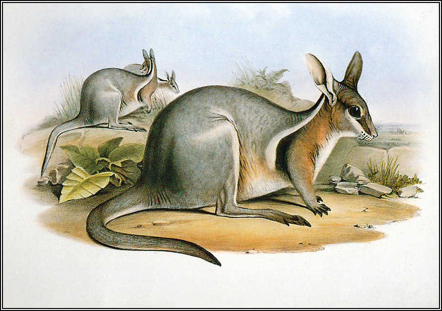 John Gould. Korotkoplodnyh kangaroo