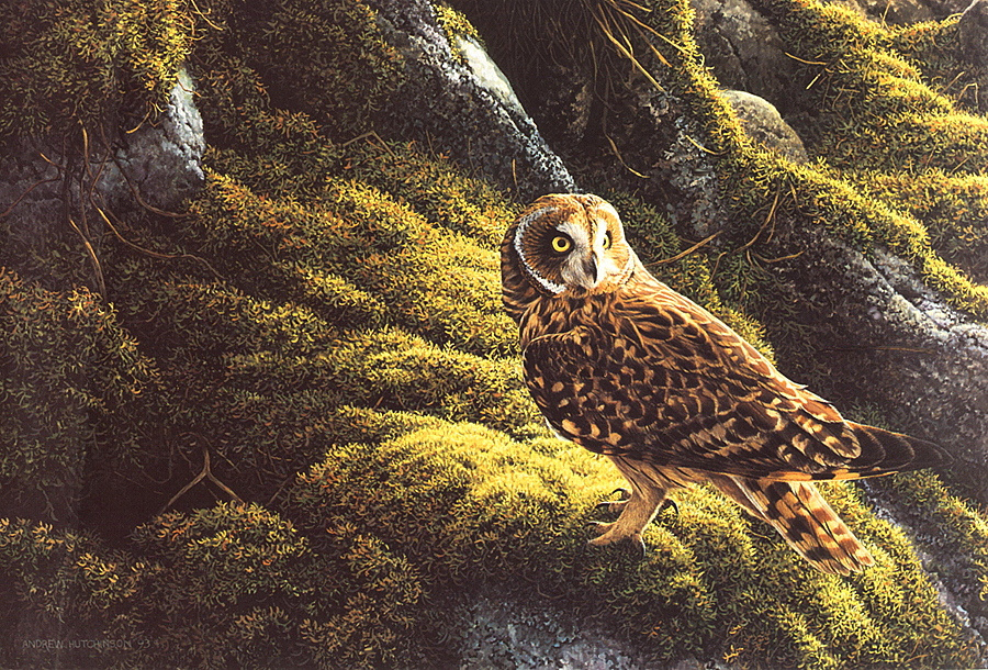 Andrew Hutchison. Short-eared owl