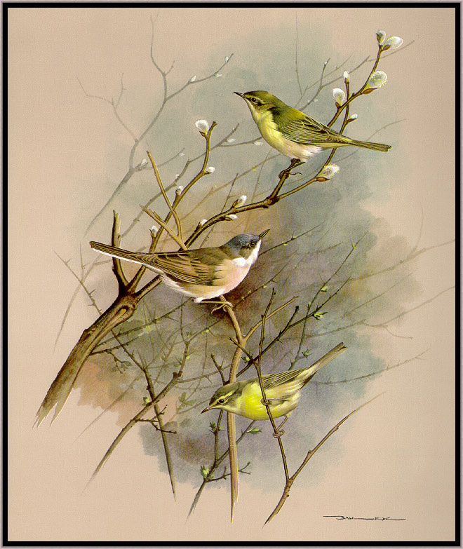 Basil Ede. The willow Warbler and lesser