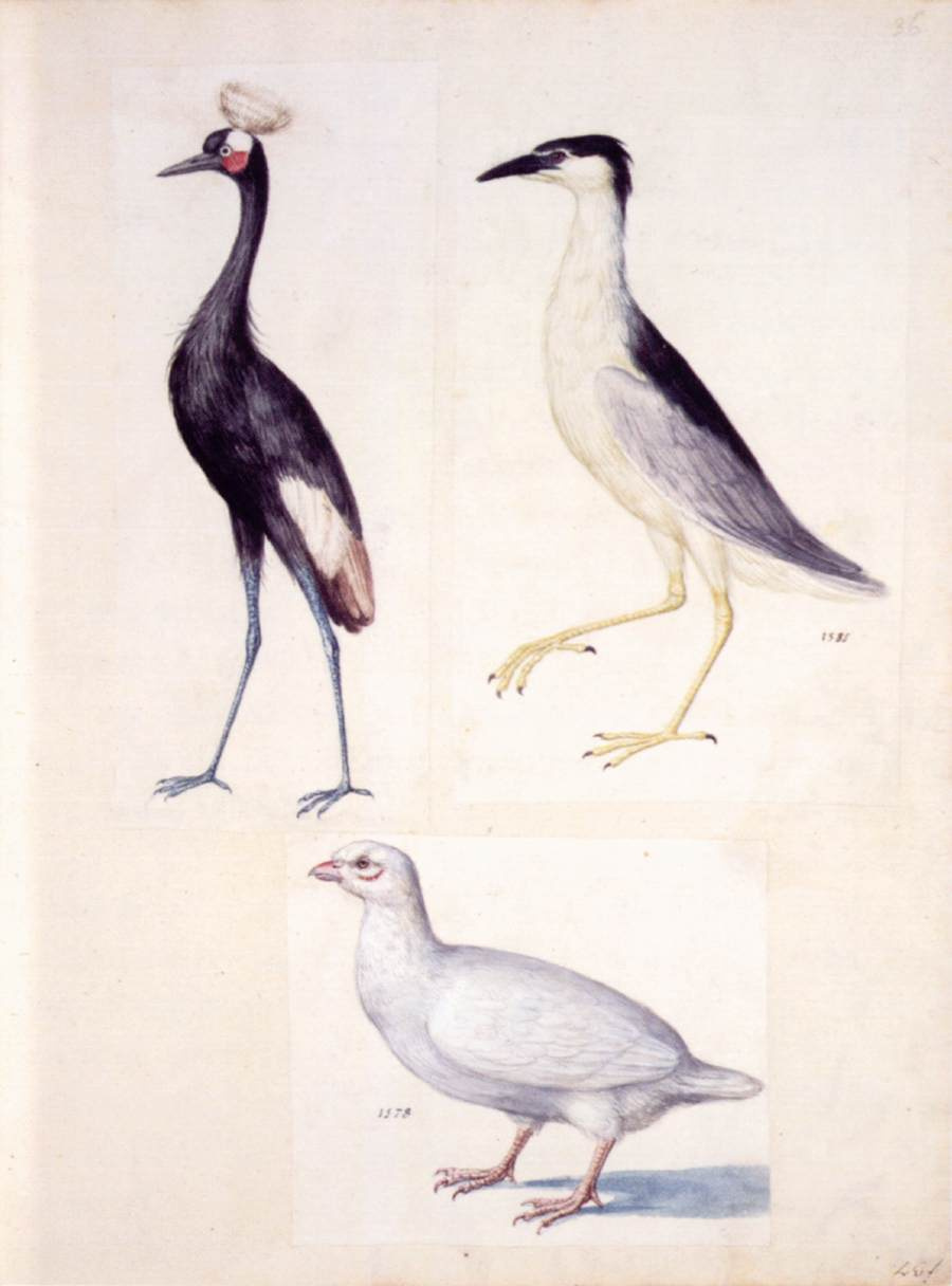 Giuseppe Arcimboldo. Crowned crane, night Heron and white partridge