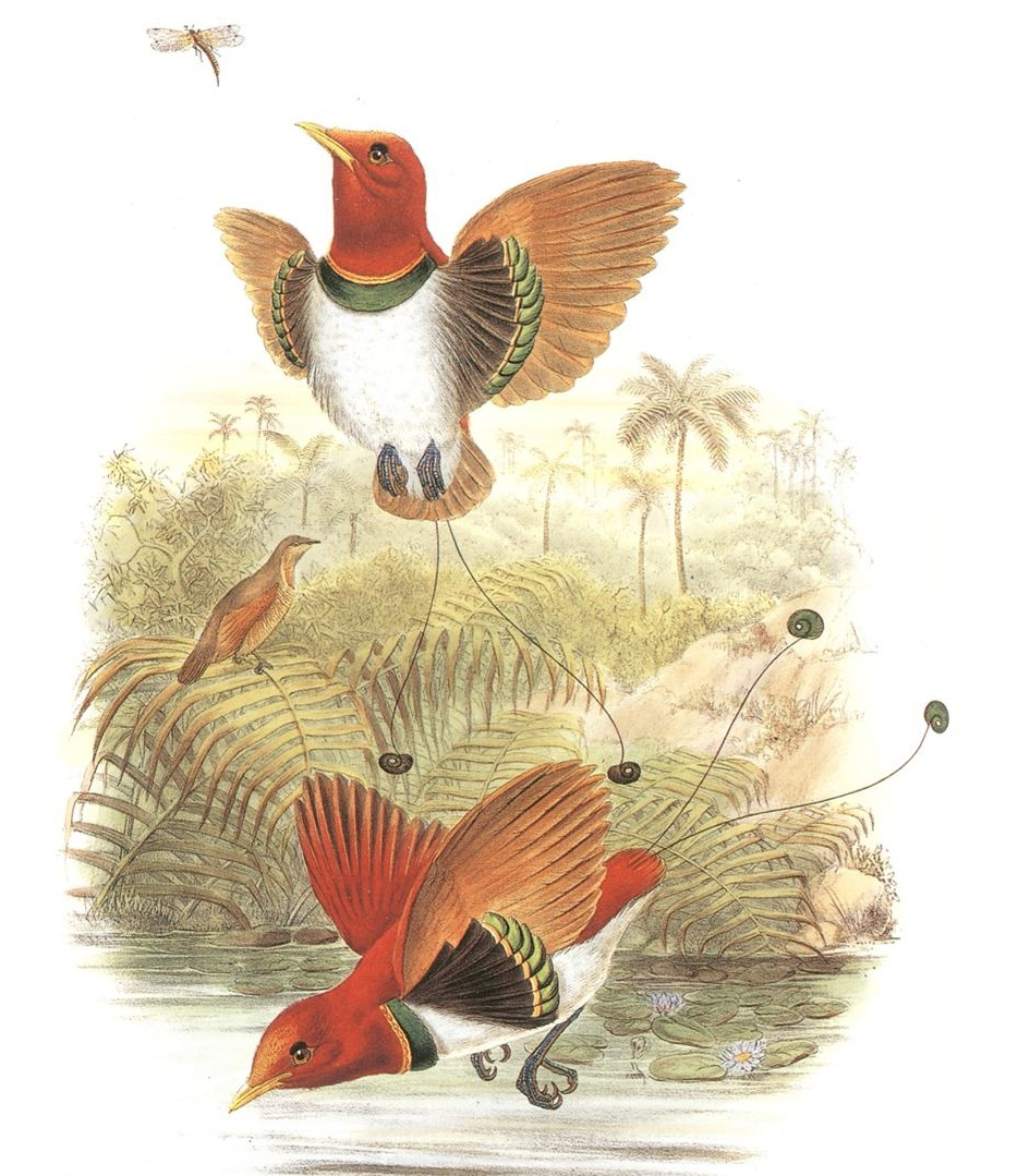 John Gould. Royal bird of Paradise