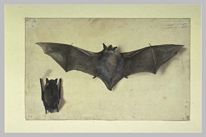 Albrecht Dürer. Bat