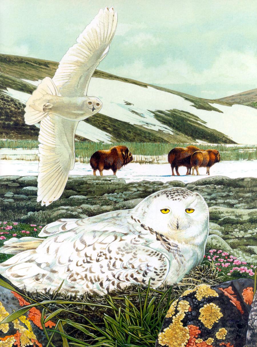 Toni Oliver. Snowy owl