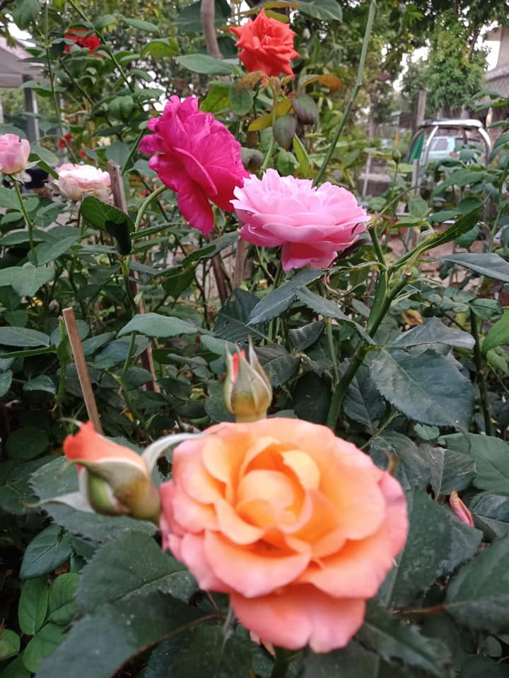Colorful Roses Blooming