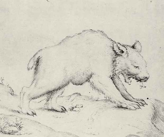 Agostino Carracci. The bear and the bee