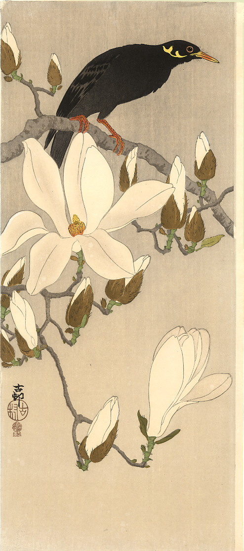 Ohara Koson. Mynah on a branch of Magnolia