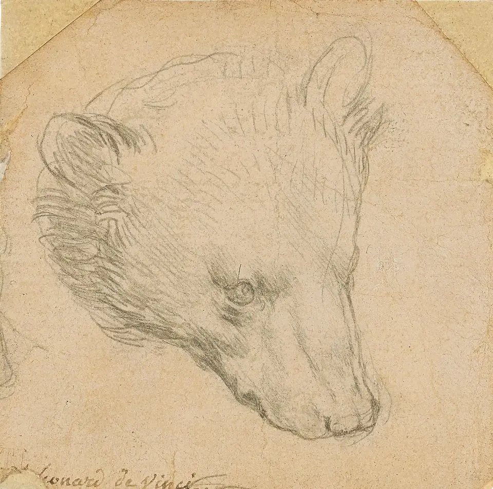 Леонардо да Винчи. Голова медведя
