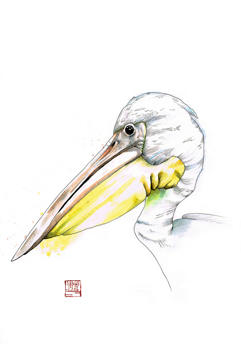 Голова пеликана рисунок