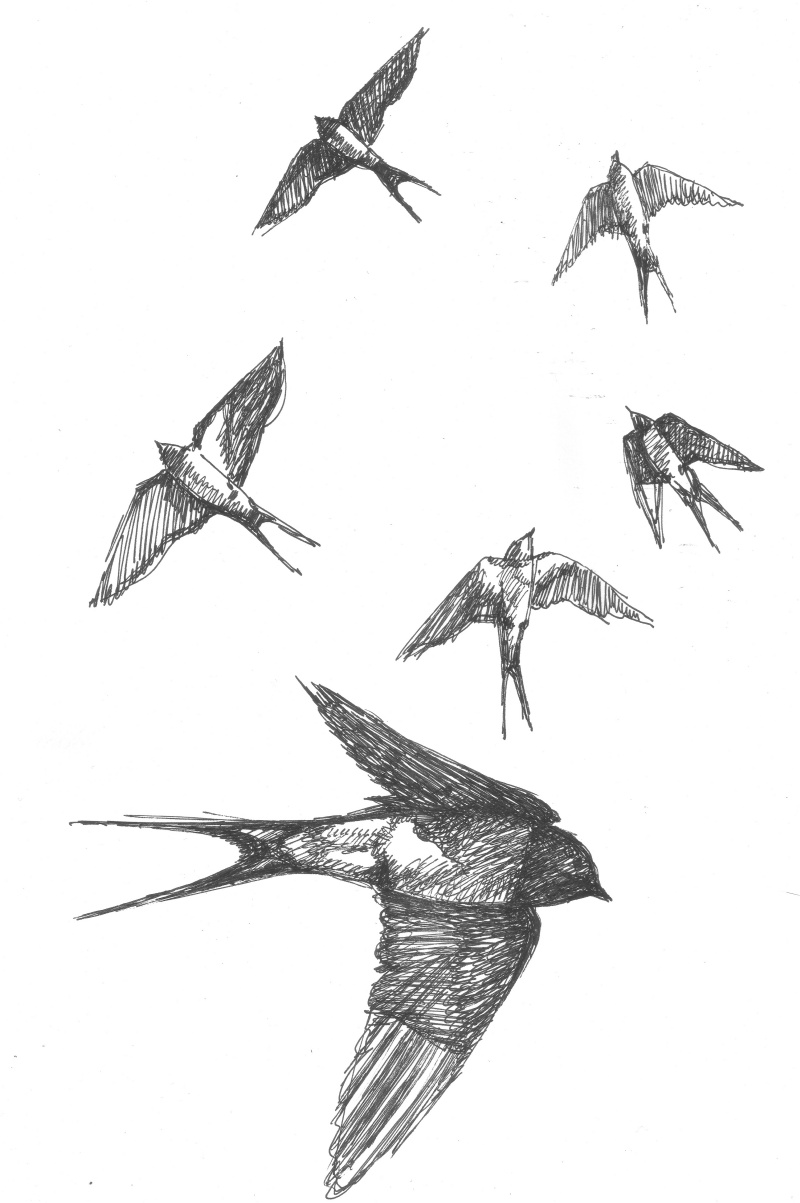 Ласточка в полете рисунок карандашом