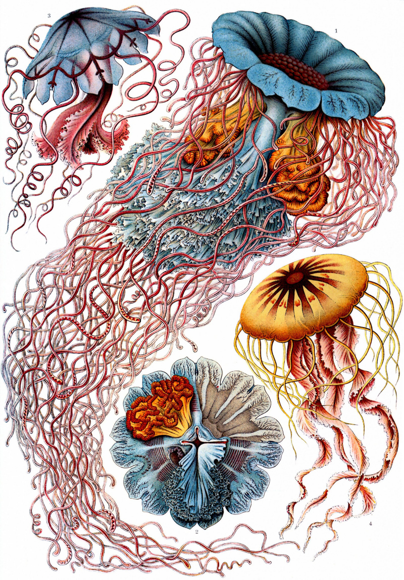 Ernst Haeckel медуза