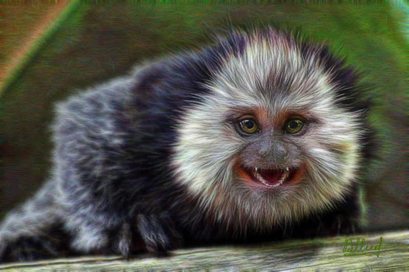 Prickly Marmoset