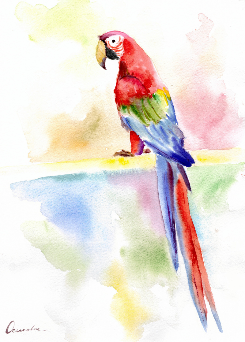Набросок попугая акварелью