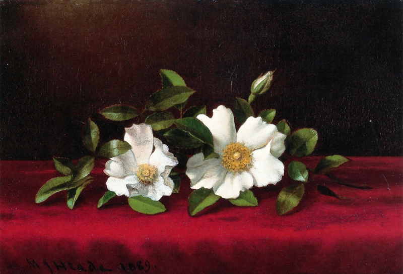 Johnson roses. Martin Johnson heade – Cherokee Roses in a Glass on Gold Velvet Plush.