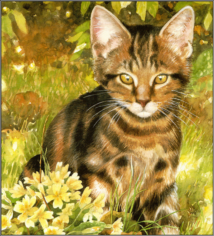 Krissy Snelling. Kitten in the grass
