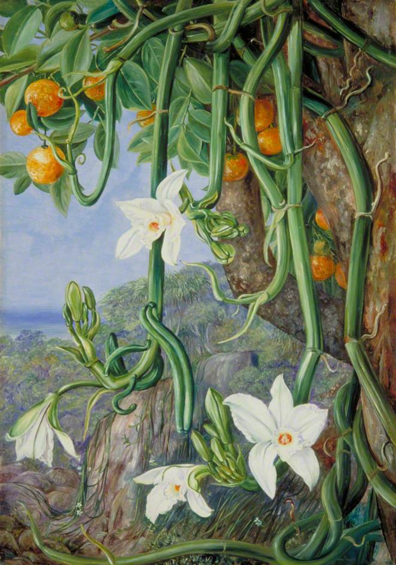 Marianna norte Orquídea de vainilla y naranja silvestre, Praslin,  Seychelles, 1883, 35×51 cm: Descripción de la obra | Arthive