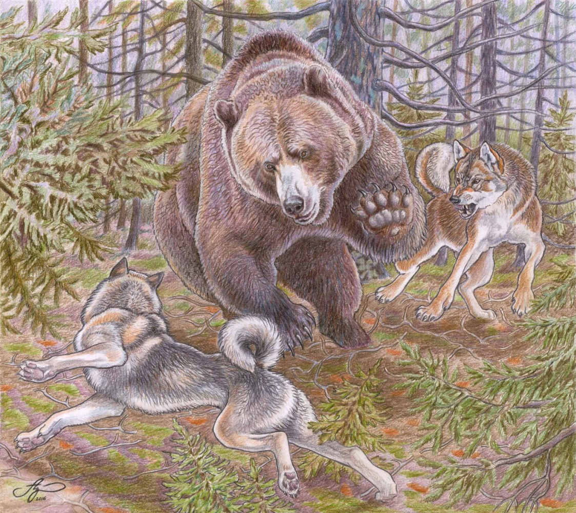 Anton Valerievich Shkurko. "Barkers working on bear."