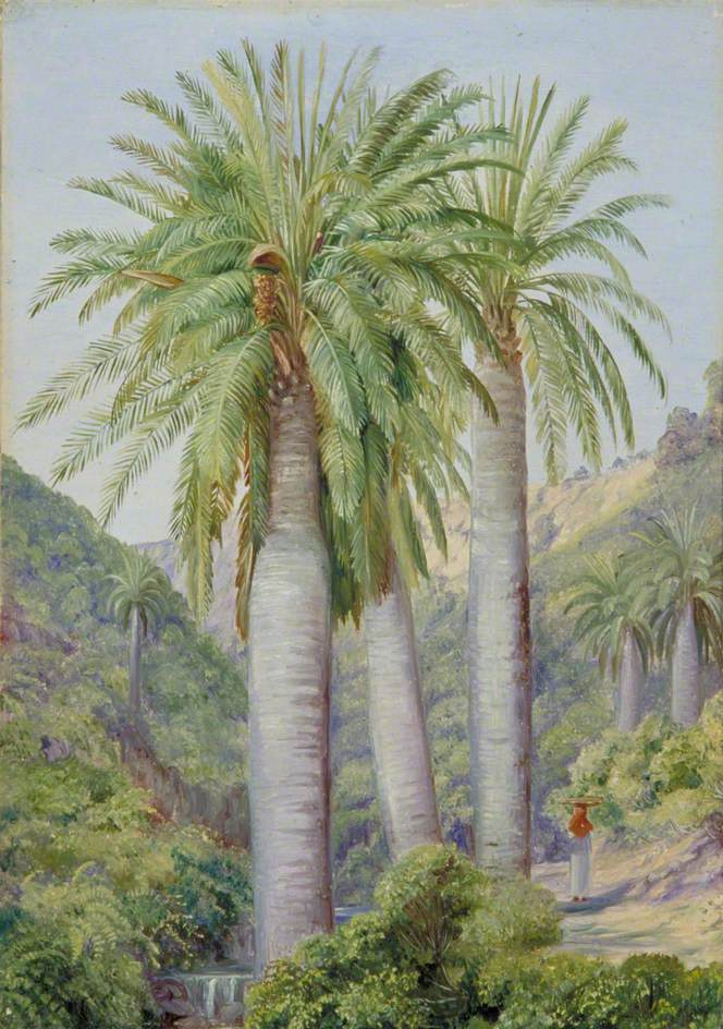 Chilean palm trees in the Salto Valley, 1881, 25×35 cm by Marianna ...