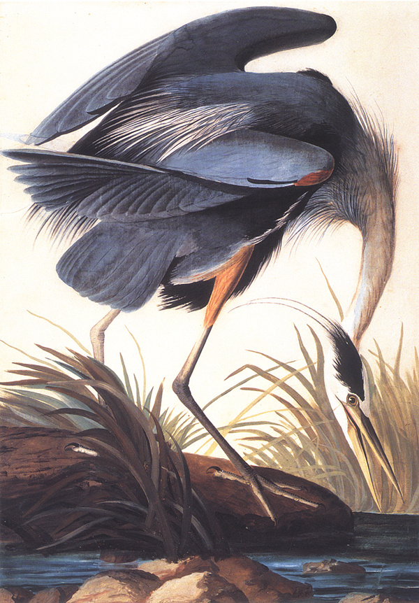 John James Audubon. Great blue Heron