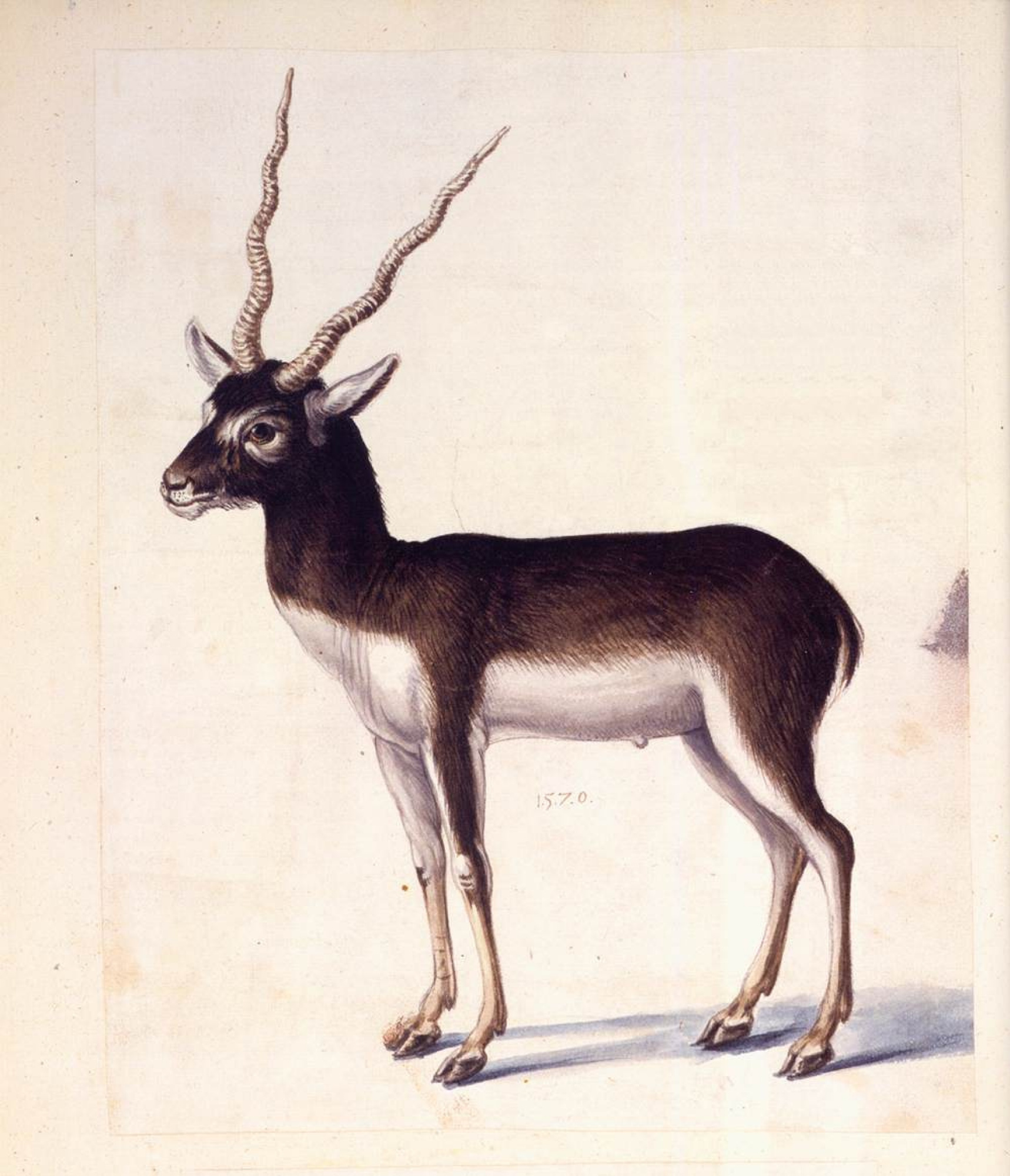 Amazon.com: Whitetail Buck Pencil Drawing Deer Art Print by Artist DJ  Rogers: Posters & Prints