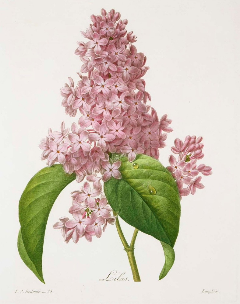 Pierre-Joseph Redoute. Lilac. "Selection of the most beautiful flowers"