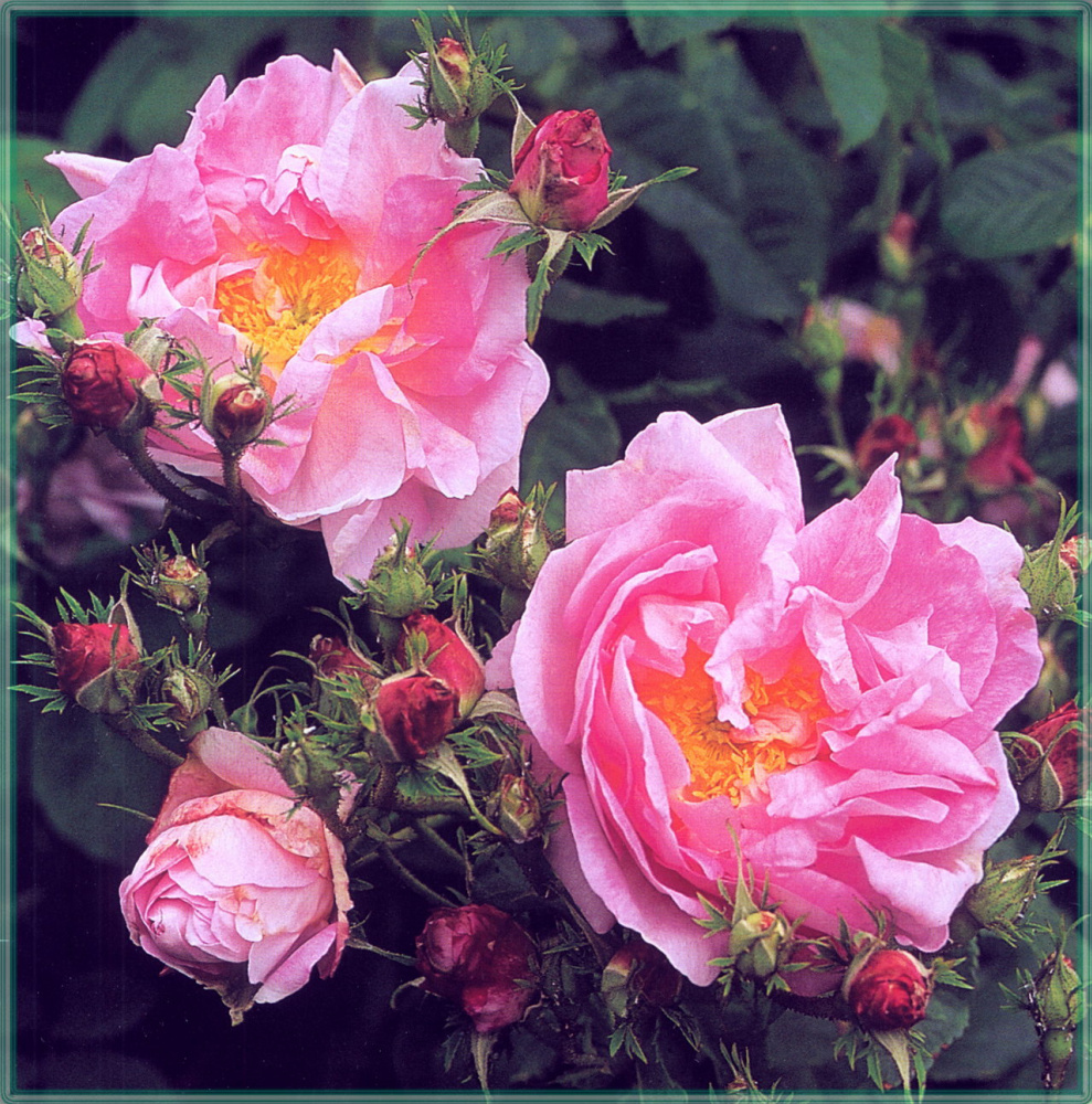 Sahon Holt. Tenderness of roses