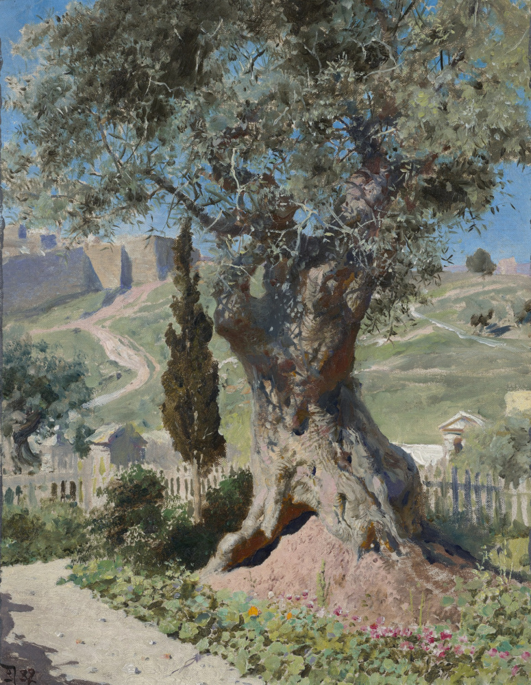 The olive tree in the garden of Gethsemane