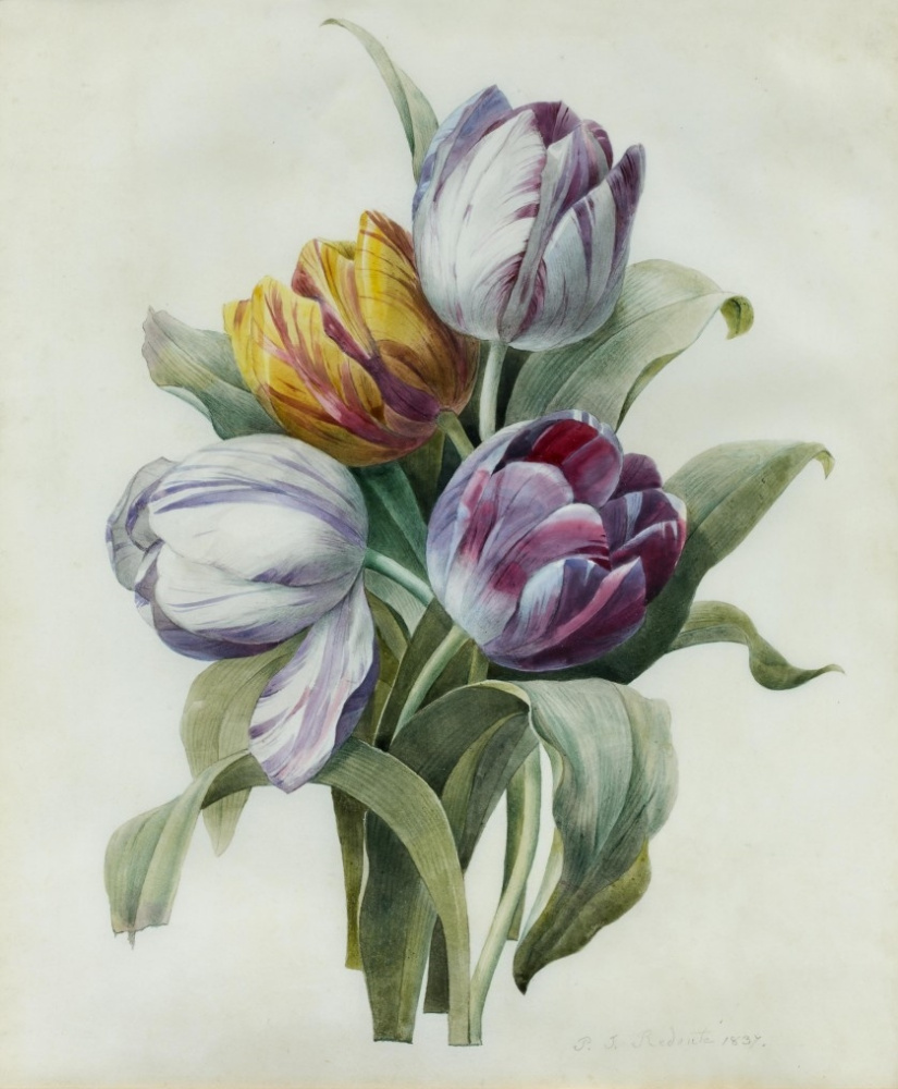 Пьер-Жозеф редуте тюльпаны