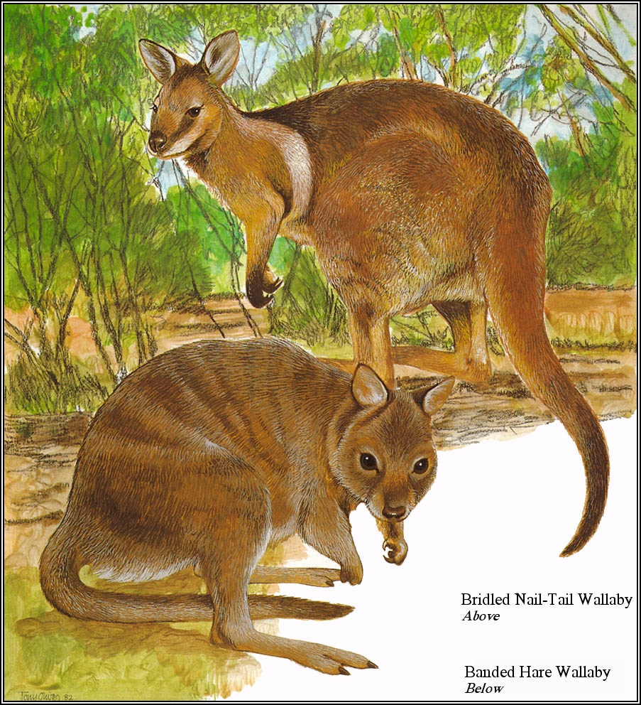 Toni Oliver. Australian endangered species 22