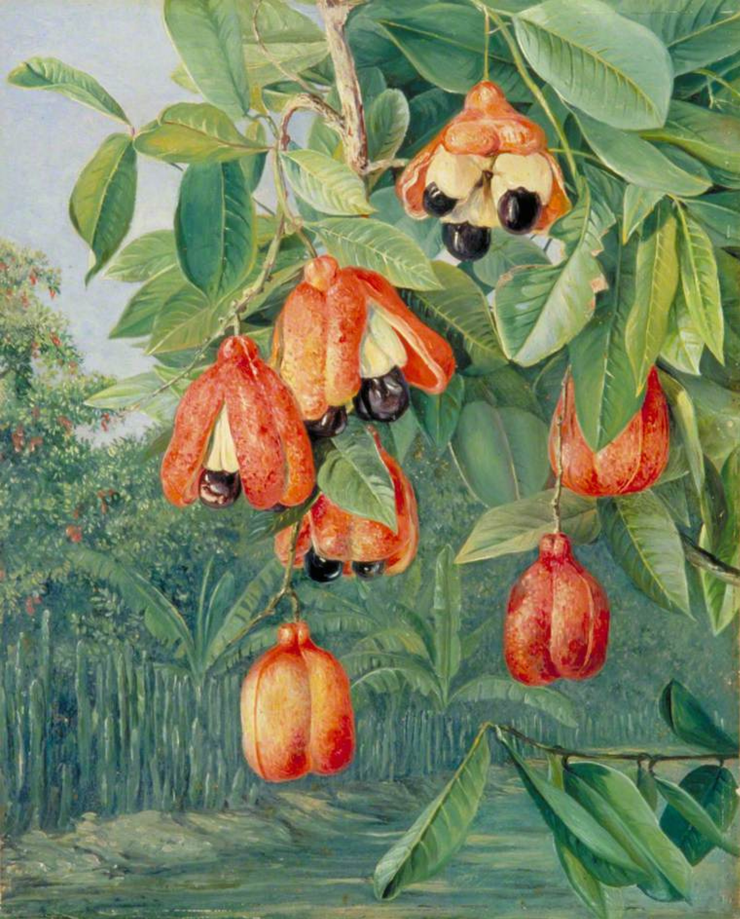 Marianna norte Frutas en la rama de un árbol aki, Jamaica, 1872, 35×44 cm:  Descripción de la obra | Arthive