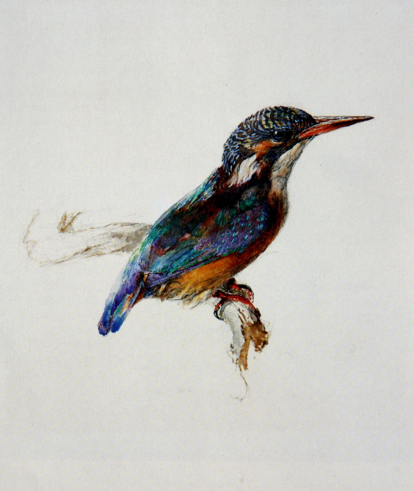 John Ruskin. Kingfisher