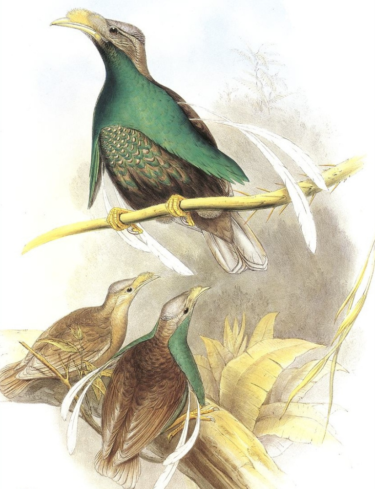 John Gould. Vampilova bird of Paradise