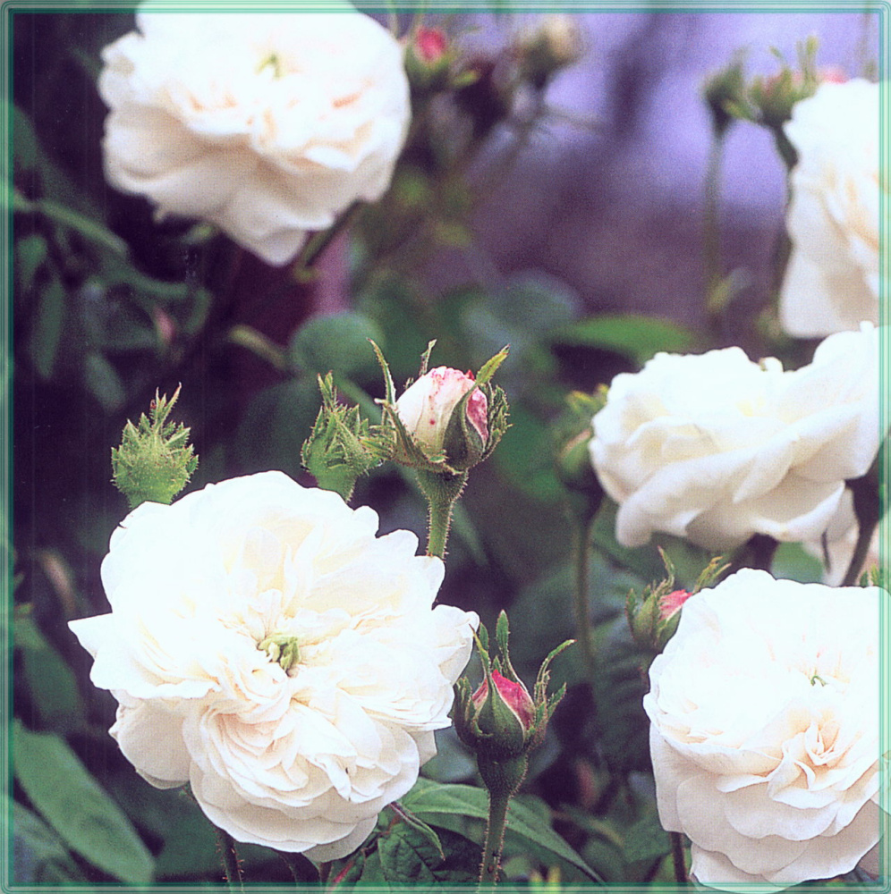 Sahon Holt. White roses