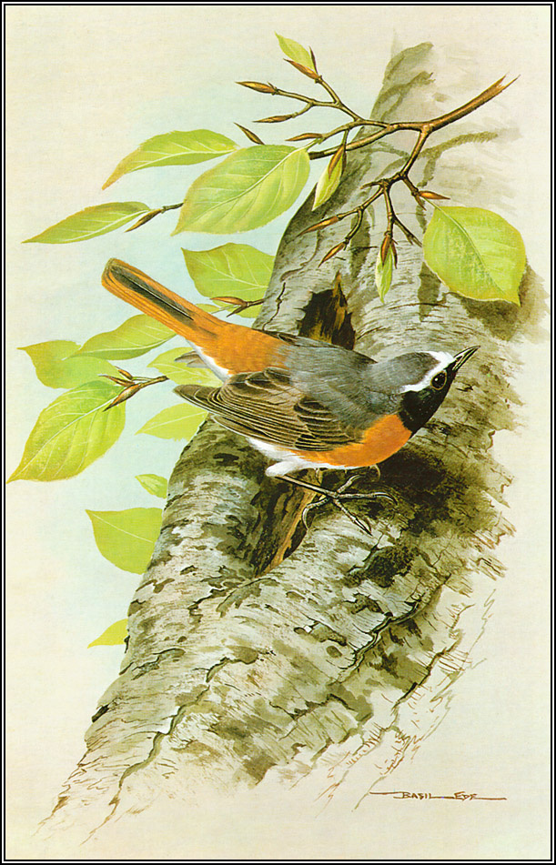 Basil Ede. Common Redstart
