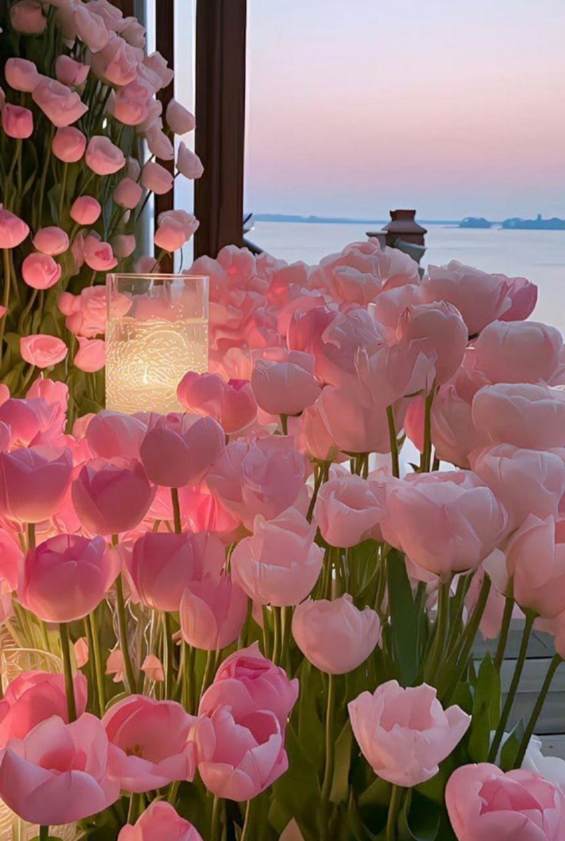 Vincent Hurcu. Vincent Hurcu's pink tulip garden