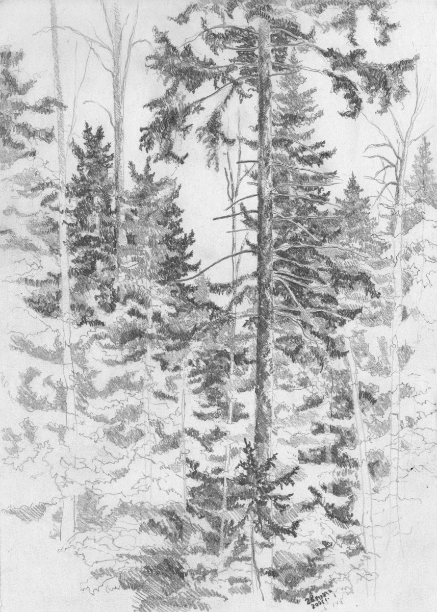 A spruce tree in the forest