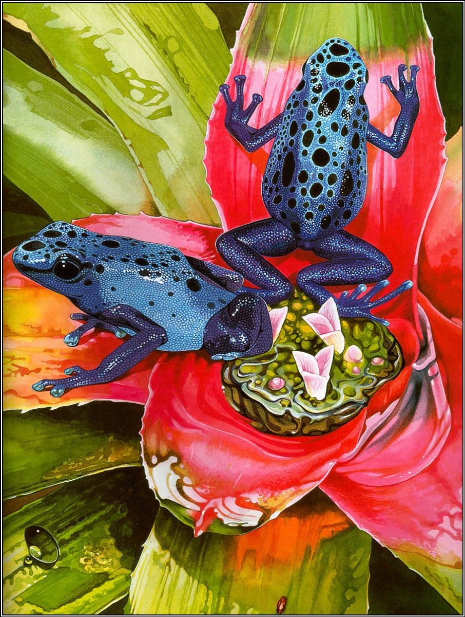 Toni Oliver. Frogs sing songs 03